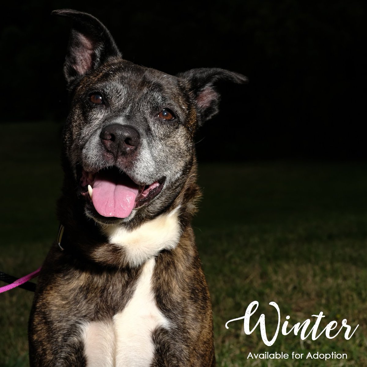 Looking for the perfect companion? Look no further! We have lots of adoptable animals searching for families. November is Adopt-A-Senior Pet Month, sponsored by Campbell Family Senior &amp; Hospice Program, which means it's the perfect time to ADOPT LOVE!
