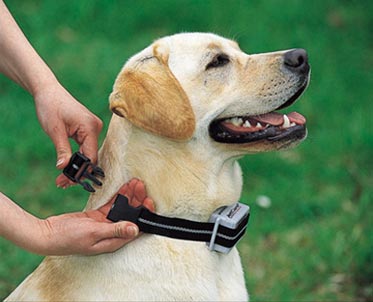 VivaMascotas's tweet photo. Los primeros perros que sirvieron de lazarillo fueron entrenados por los alemanes a finales de la Primera Guerra Mundial para ayudar a los soldados que se habían quedado ciegos en la contienda.
#DatosPerrunos #dogs #dog #mascotas https://t.co/ESN6Kv0l4Y
