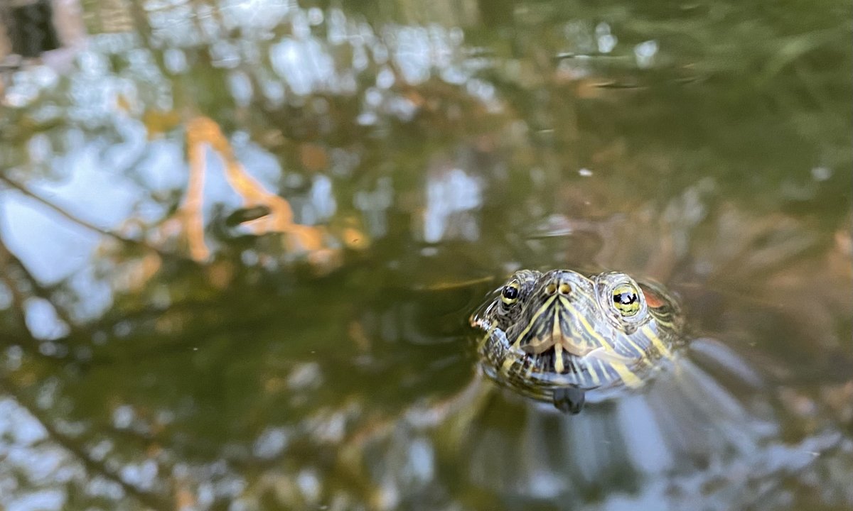 Caltech Turtle Club (@caltech_turtles) on Twitter photo Calvin Rusley (<a href="/squishybagofH2O/">Calvin Rusley</a>) submitted this wonderful close-up of a turtle peeking out of the water. This submission is titled "Peekaboo" #Caltech #TurtleTuesday Calvin Rusley (<a href="/squishybagofH2O/">Calvin Rusley</a>) submitted this wonderful close-up of a turtle peeking out of the water. This submission is titled "Peekaboo" #Caltech #TurtleTuesday