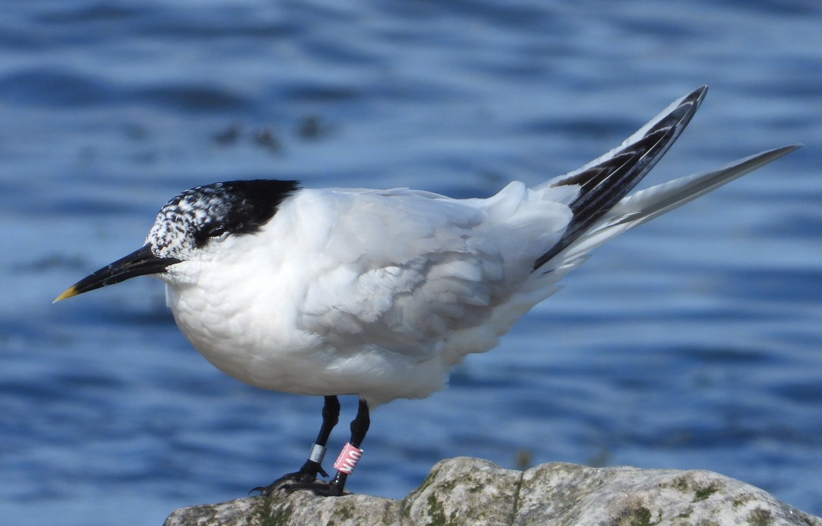 Stephen Welch tweet media