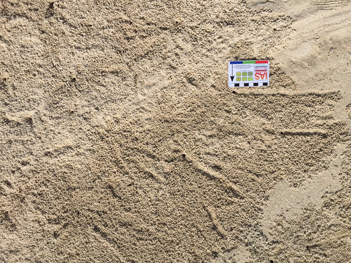 StephenLokier's tweet photo. Today was #sabkha day 1 in #AbuDhabi. Lots of #HardGrounds #MicrobialMats and #burrowing. Lush! @DerbyUni #GeoDerby https://t.co/QkuYzo9I9v