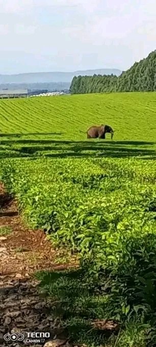 ely_kipkoech's tweet photo. Elephants exiting the Mau forest and into tea plantantions in search of food is a testament of how bad the drought has been. Its been ages since elephants were spotted  in human-inhabited areas west of Mau. These animals probably migrated from the drier Mau Narok https://t.co/DnGqtP78r6