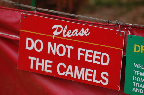 WordsnCollision's tweet photo. I walked a mile to feed a camel... DOH! #signs #animals #camel
https://t.co/VVeUKuyPie https://t.co/ggkYyVbhQD