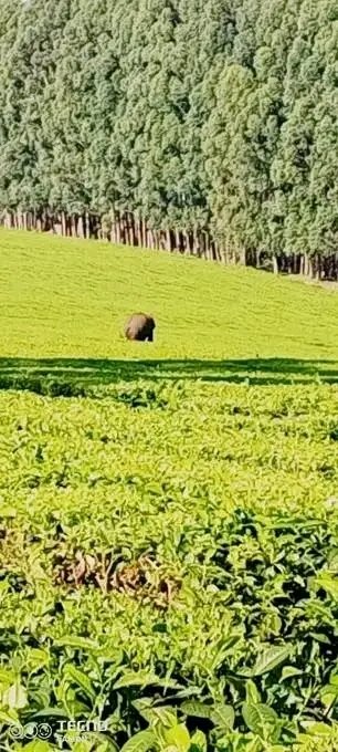 Elephants exiting the Mau forest and into tea plantantions in search of food is a testament of how bad the drought has been. Its been ages since elephants were spotted  in human-inhabited areas west of Mau. These animals probably migrated from the drier Mau Narok