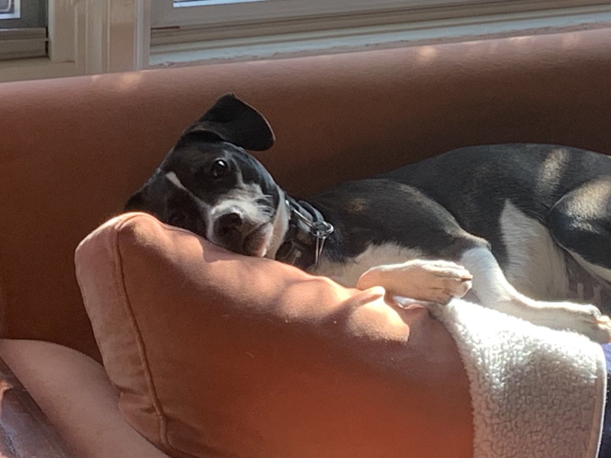 jlgriffith7's tweet photo. Polling place #6. Gracie was too worn out to make it after the excitement of bumping into ⁦@RepRaskin⁩ and his two dogs. Resting up to celebrate victories of Raskin ⁦@VoteKateStewart⁩ ⁦@Talisha4Takoma⁩ and other Ds tonight. https://t.co/zi1c1vwHiy
