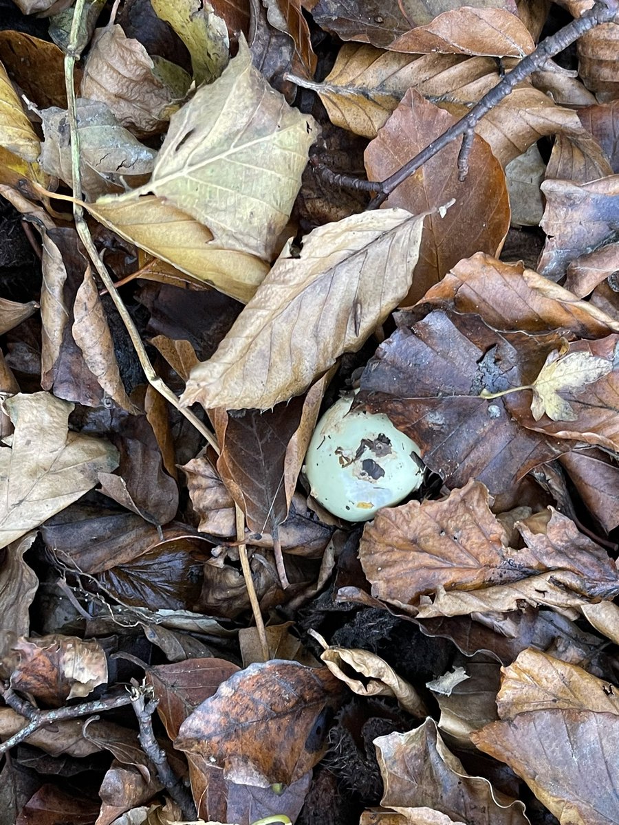 Thought I’d found deathcaps but pretty sure they’re amanita citrine - false deathcaps now, the rain had washed the scales off and they did look a bit green, lovely but I want to find a deathcap. <a href="/NatureUK/">NatureUK</a>