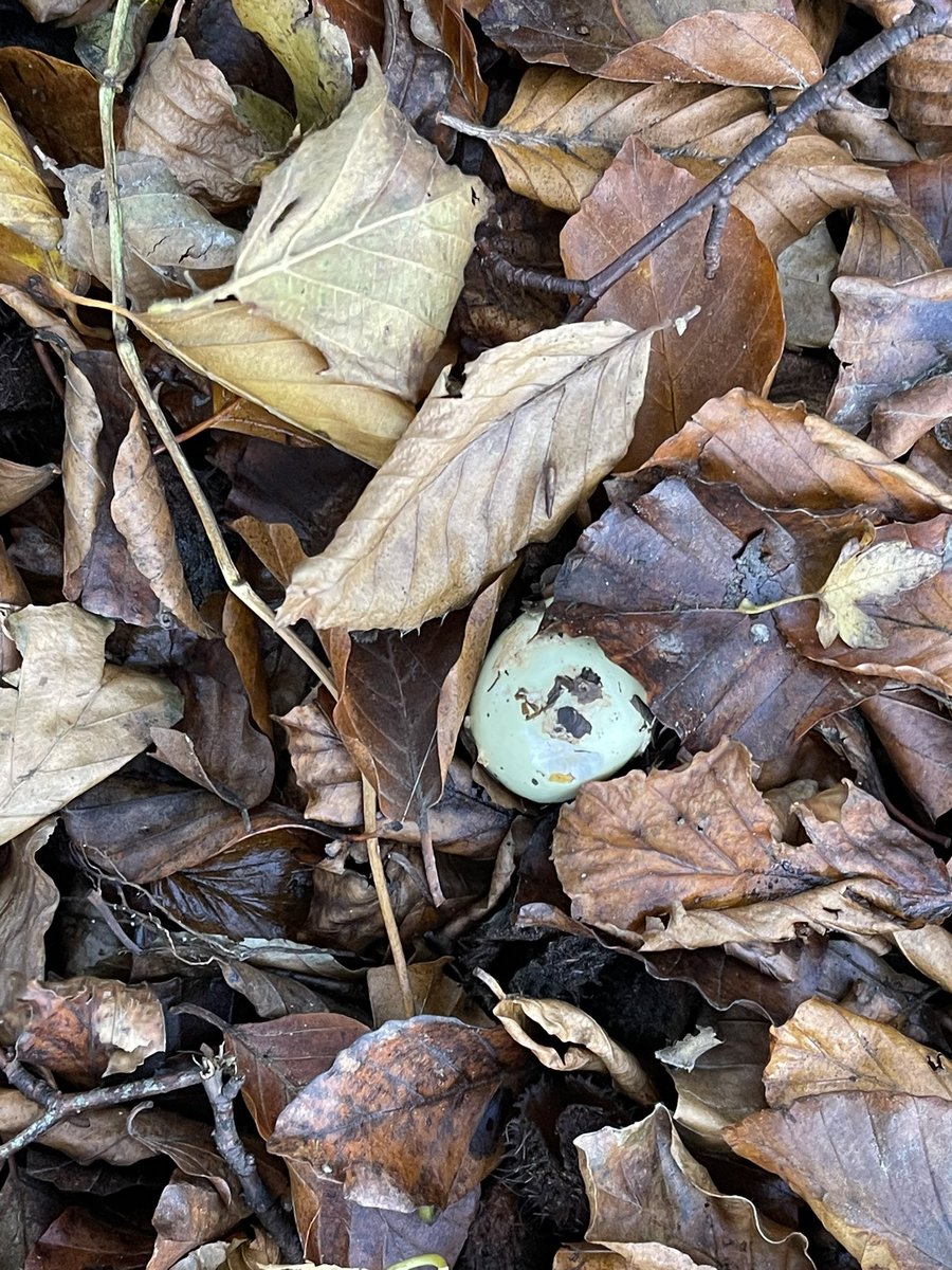 Thought I’d found deathcaps but pretty sure they’re amanita citrine - false deathcaps now, the rain had washed the scales off and they did look a bit green, lovely but I want to find a deathcap. @NatureUK