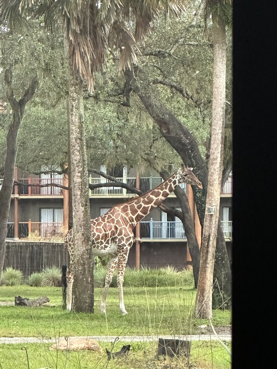 jennycdavis24's tweet photo. @oohgaryc this giraffe is for you! Spotted this little guy while eating lunch at Sanaa! https://t.co/QVUAsYKWLQ