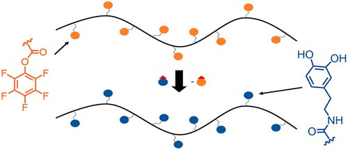 SeferosGroup's tweet photo. Just out in @MacroJrnls_ACS! We use post-polymerization modification to synthesize well-defined catechol homopolymers with differing backbone architectures. This protocol is also quantitative in the gel state, allowing us to form insoluble networks. https://t.co/erxJfYIjKB https://t.co/zCE8k0G1DO