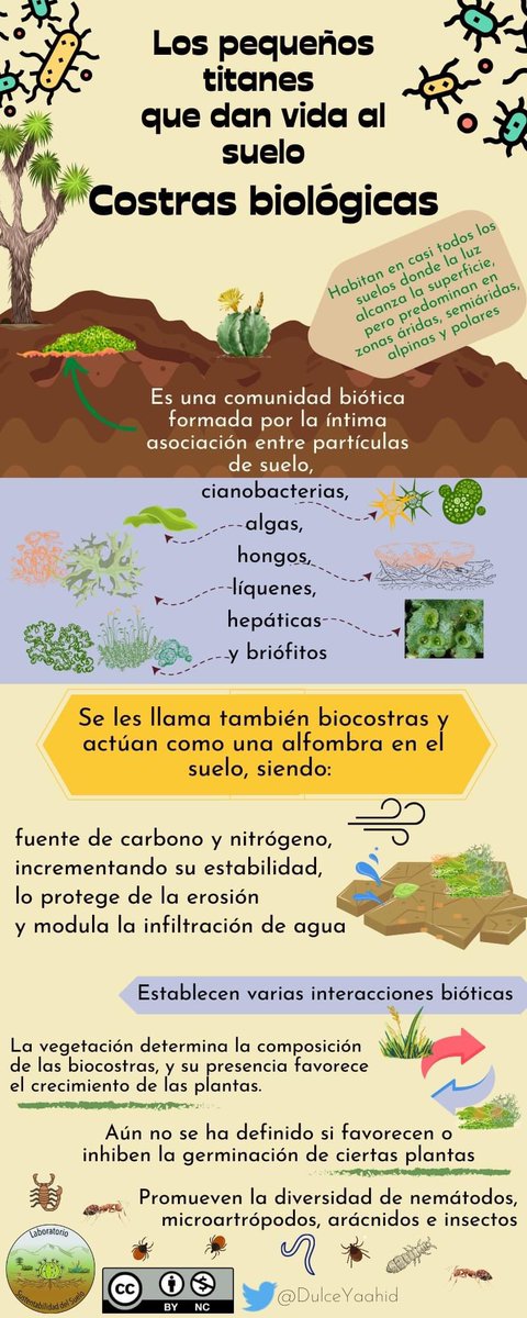 SueloLab's tweet photo. Las costras biológicas o biocostras cumplen funciones muy importantes en muchos ecosistemas, especialmente en aquellos de zonas áridas y semiáridas 🌵☀️

#CinvestavSaltillo #Cinvestav #SRNyE  #biodiversidad #soil #suelo @cinvestav_slt @GSRNyE @SMCSuelo @DulceYaahid https://t.co/qcWVLZWjZK