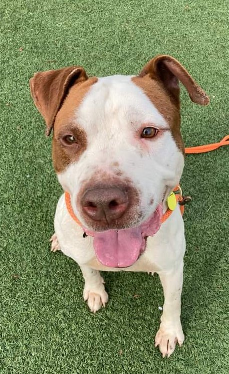KarenSConniff's tweet image. #Gerkin #CLE #OH #ADOPT Hi! My name is Gerkin!  I'm about 3 years old. I am a sweet active pup! I am very playful and I know sit. 
Visit tinyurl.com/meetacitydog to schedule a meet!