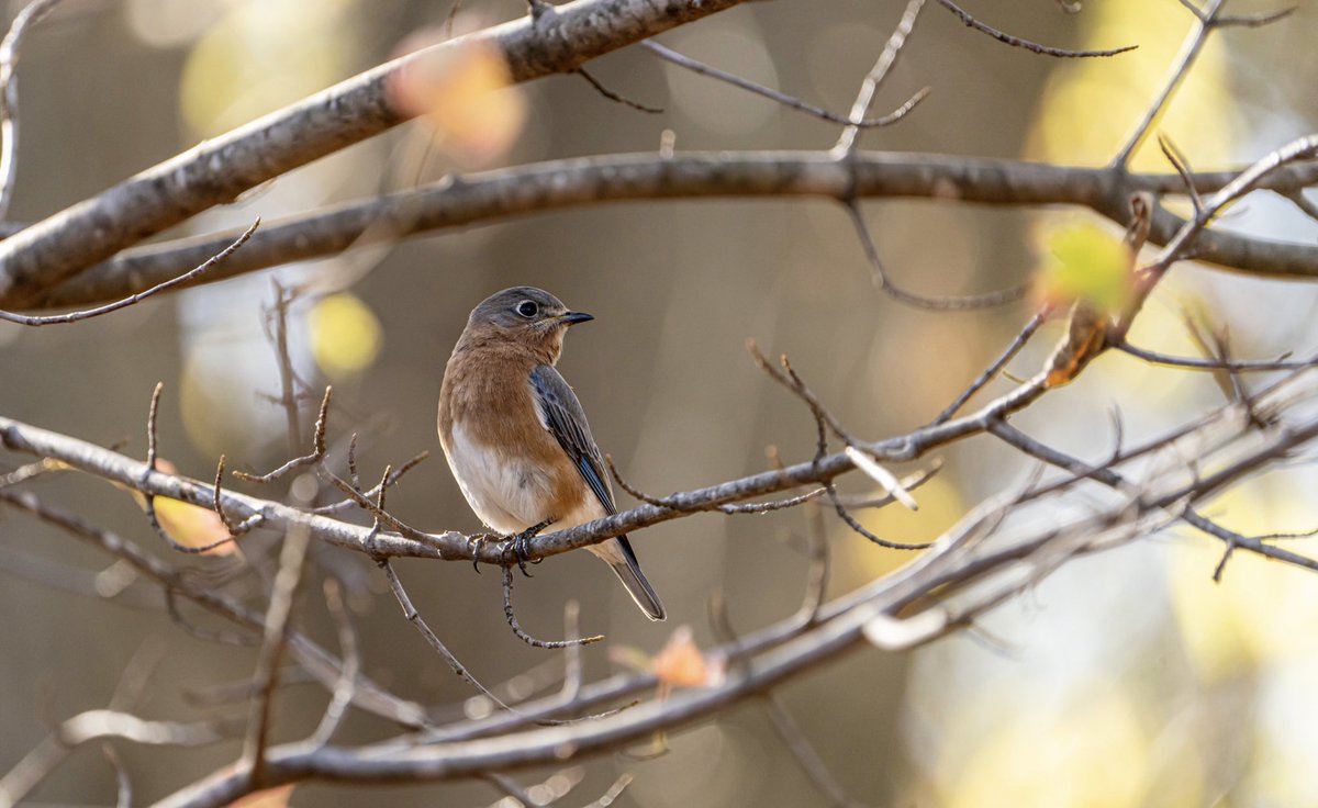 putmanbackstage's tweet photo. Eastern bluebird reminding you to Vote Blue, today’s Election Day. #Voteblue #NaturePhoto #BirdPhoto https://t.co/cNhDmISzQm