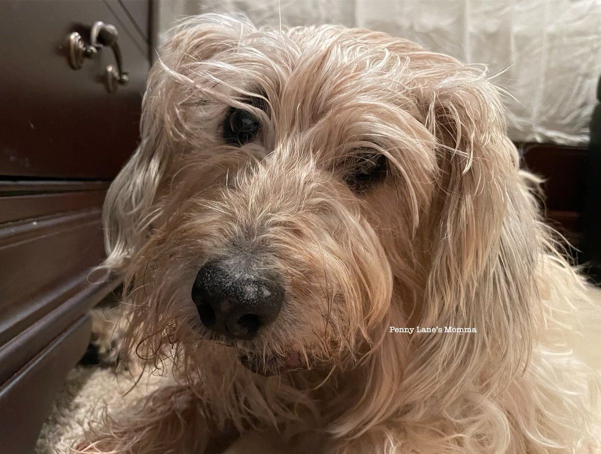 Penny Lane’s Momma tweet media