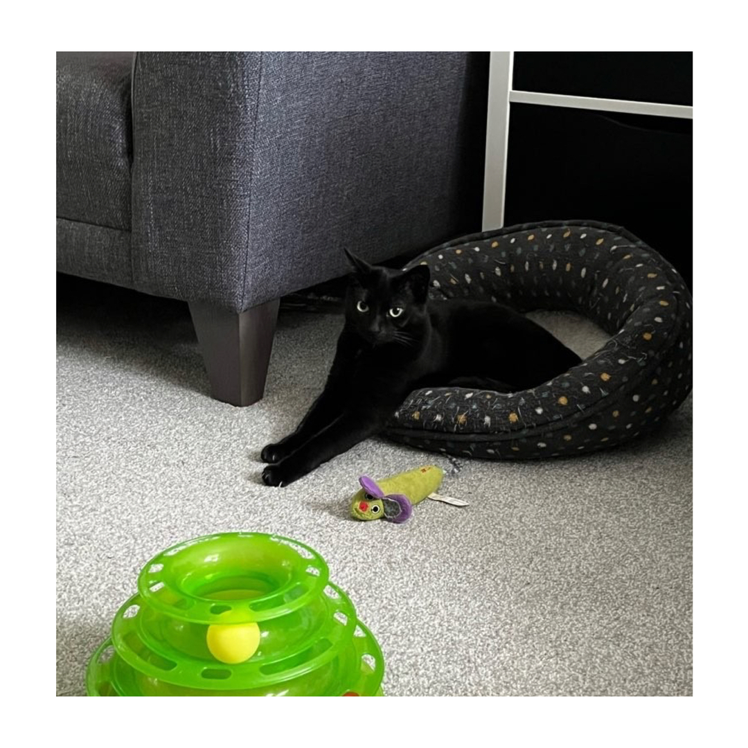 TheCatSitCo's tweet photo. Molly 🤣
 -
-
-
-
-
-
-
#thecatsitcompany #cats #meow #liverpoolpetsitters #catsofinstagram #catsofliverpool #liverpool #manchestercats #wirral #warrington #chester #manchester #catsitters #catlovers #cutecats #instacat #petstagram #icatcarecatoftheweek #london #merseyside #kit https://t.co/sJk9Qdggdu