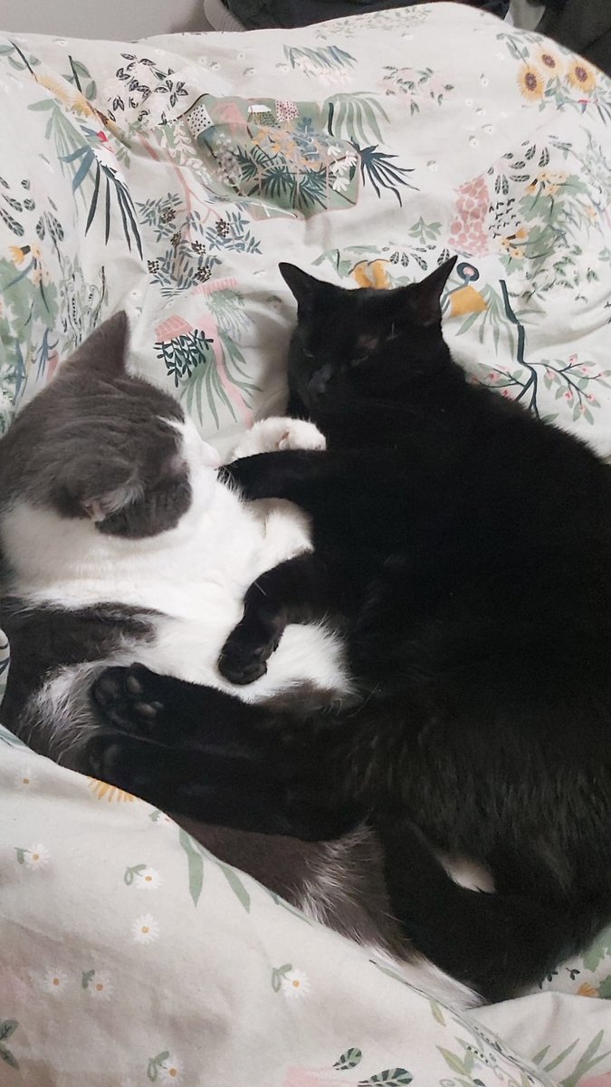 misspollyfoster's tweet photo. @SSmith51300228 @AllotmentCat We think they've sorted it. Thank you, they really are, and thank you, we miss her terribly but she's always in our hearts. https://t.co/6AFR44LToH