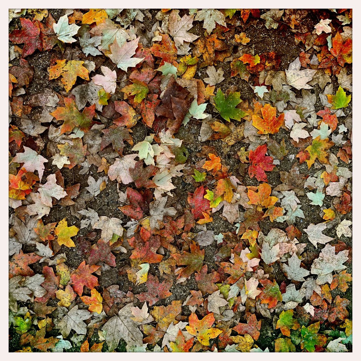 Ode to a #leafblower:
buff.ly/3Ef71qZ 

- Inefficient
- Air pollution 
- Noise Pollution
- Ecosystem destruction
- Etc.

GET A RAKE!