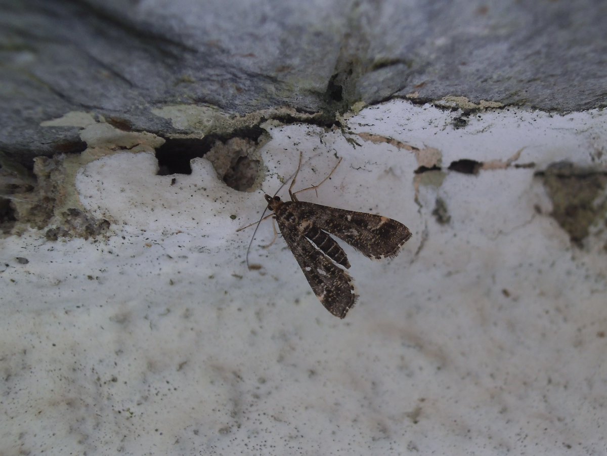 Hard to believe we had three Diasemiopsis ramburialis on 24th of Oct! Even on Scilly its a super rare migrant moth only reaching us during spells of persistent warm southerly winds. I failed to photo all three together but the individual pics show their beautiful variation😍