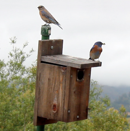 Got nest boxes? After you've filled out your ballot (go vote!), fill out a survey for us. We’d love to hear about your boxes so we can continue to show how farmers are providing important bird habitat and benefiting from their pest control services. #Vote forms.gle/vf5dXVt4ZN6m7J…