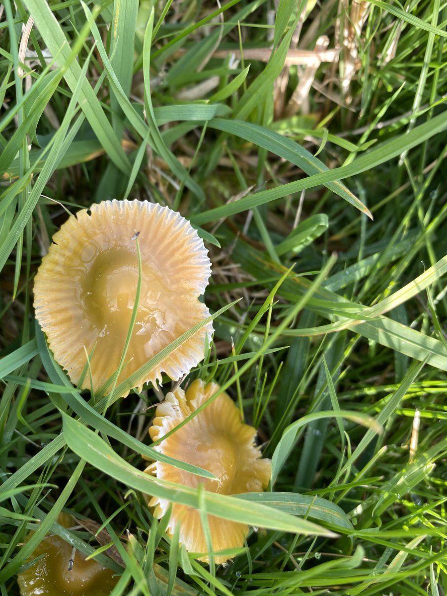 DeirdreMcquail's tweet photo. Some colourful fungi for autumn #fungi #forraging https://t.co/4JVVoppWvK