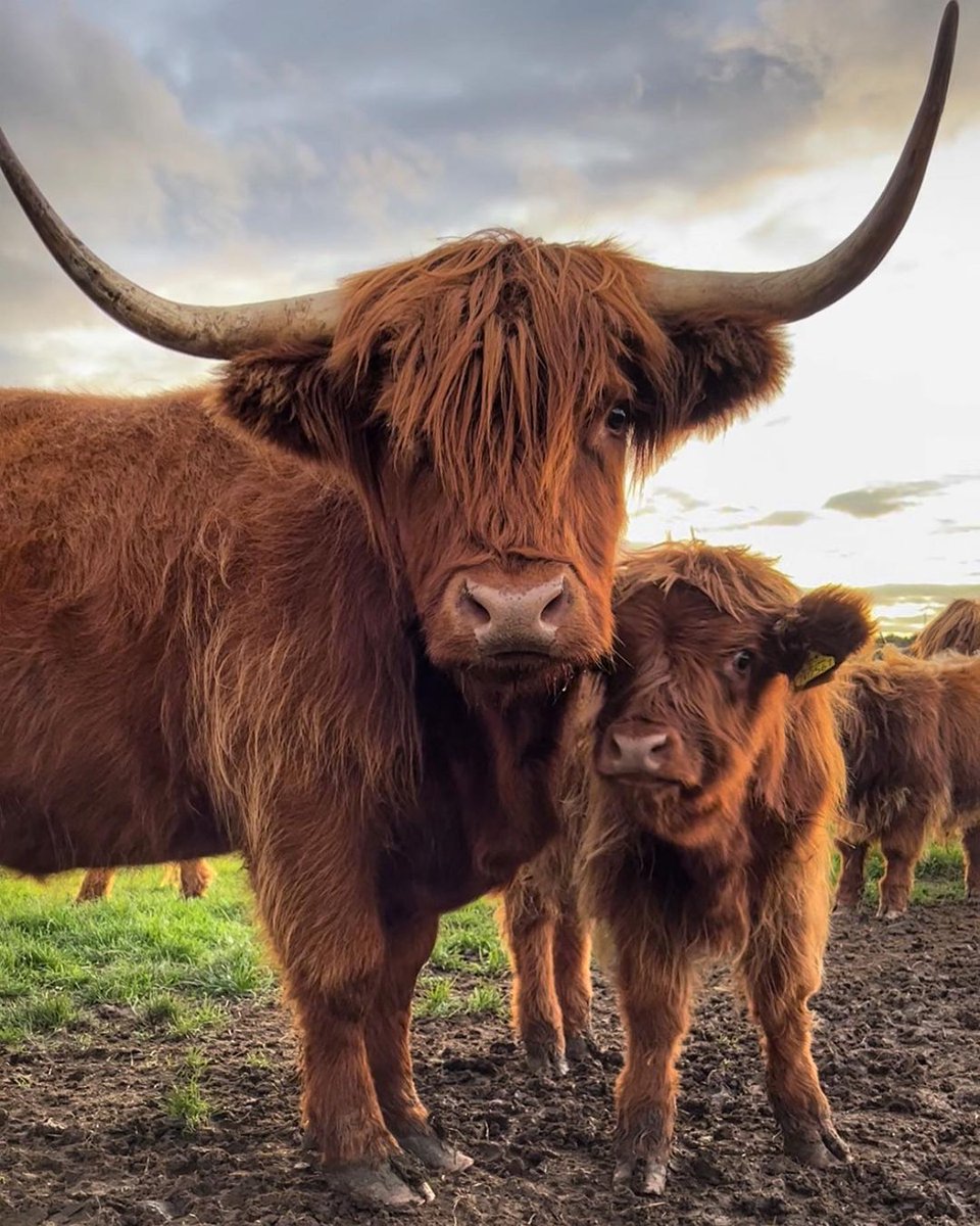 There's nothing sweeter than a wee famooly portrait for #Coosday! 🖼️💕 How adorable are these two?! 🥰

📍 Ellon, <a href="/visitabdn/">VisitAbdn</a> 📷 IG/glenfia_fold #ScotlandIsCalling