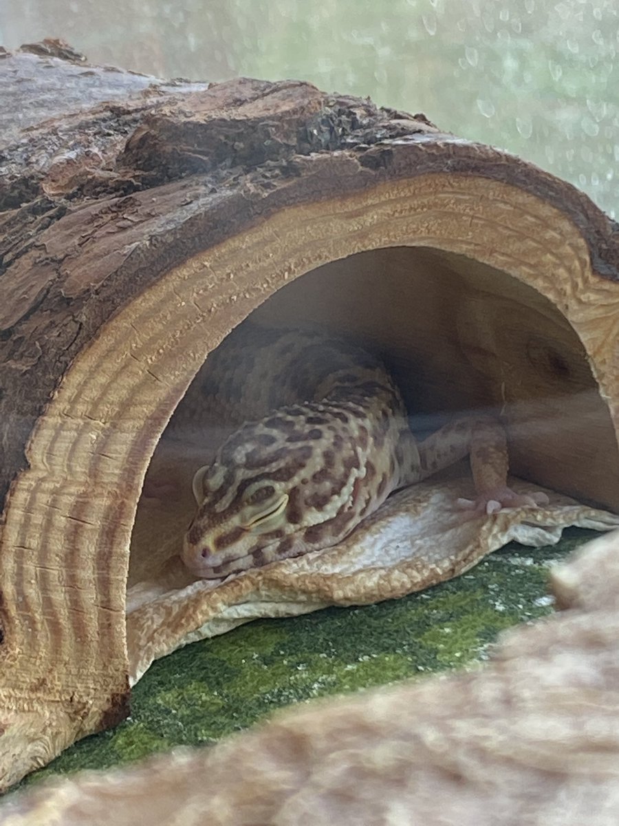 Our new little friend, Bruno, is settling in nicely. <a href="/cburgelem/">ChildersburgElem</a> #cestigercubs