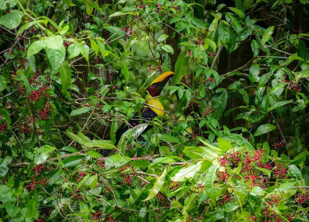 Hidden treasures can be found around every corner ... you just have to look. 👀 📍: Corcovado National Park 📷 : images.by.tom