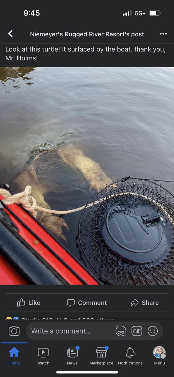 lydiakauppi's tweet photo. Seen in Brainerd… this is why I don’t swim in inland lakes https://t.co/DSNXOLdjen
