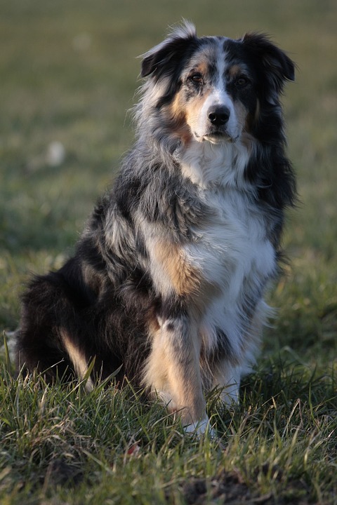 CybercanStore's tweet photo. Bluey fue un pastor australiano que vivió la friolera ¡de 29 años y 5 meses! En edad humana serían unos 160 años. #DatosPerrunos https://t.co/OB56WZMjUE