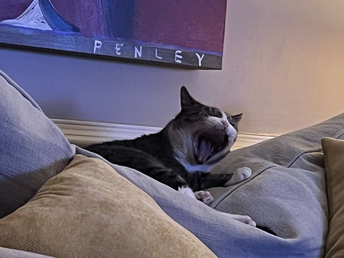 TheWildernessP2's tweet photo. @banditelli @JortsTheCat Vote blue. Meow. https://t.co/0bnWpVfRwL