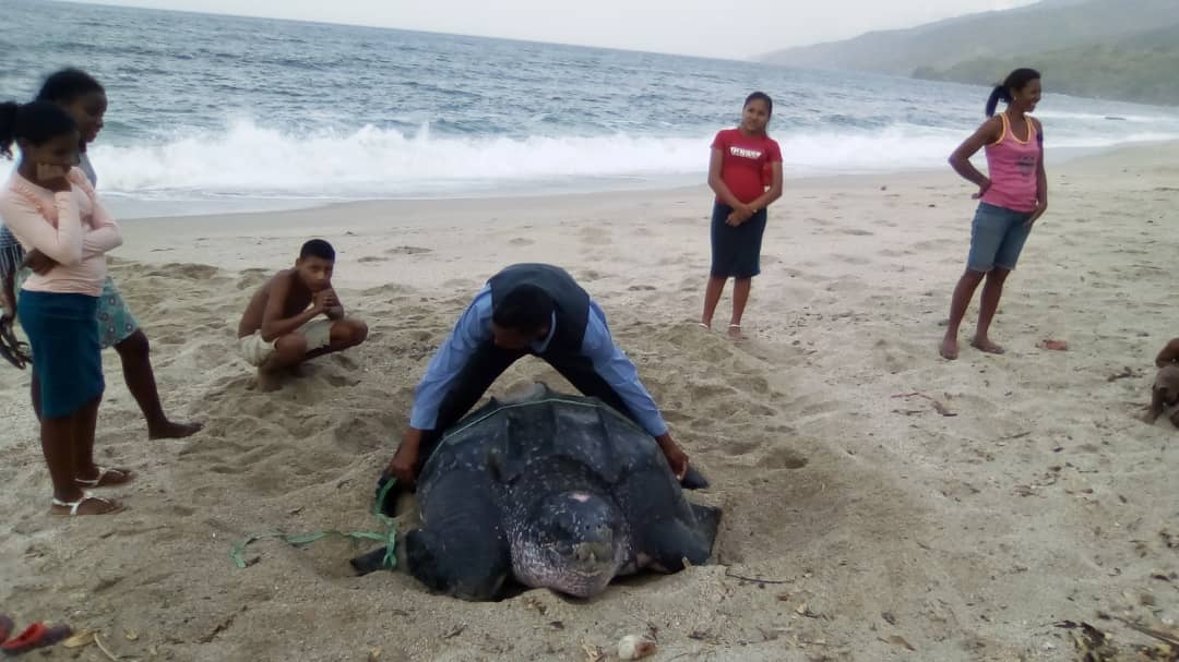 CICTMAR's tweet image. #Nov8 A daily nesting of a leatherback turtle, Dermochelys coriacea in Cipara Beach sveral years ago. #PariaPeninsula #SucreState #TurtleTuesday #seaturtles #Giveway #conservation #tortugasmarinas 📷E. Gómez