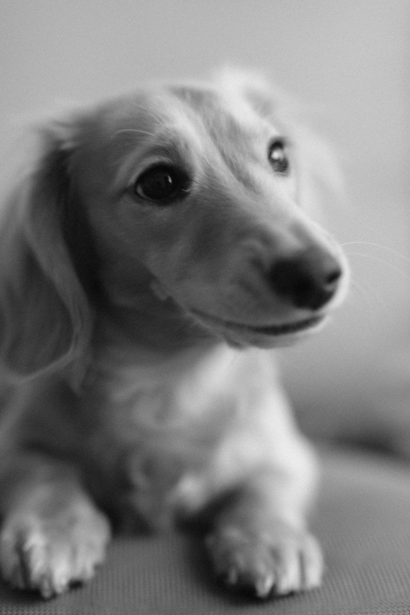 Calin1's tweet photo. Hoy cumple 1 año Bimbita, aqui les dejo algunas de mis fotos favoritas. https://t.co/OWz3ogZWem