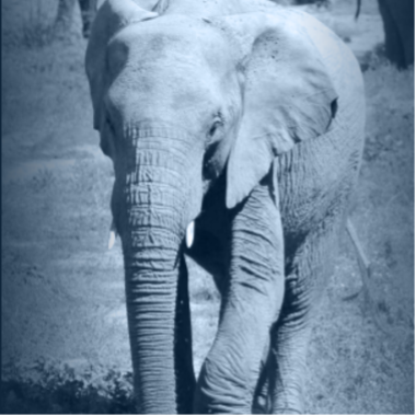 Elephant Welfare Project tweet media