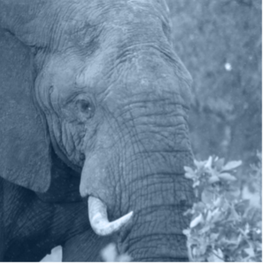 Elephant Welfare Project tweet media