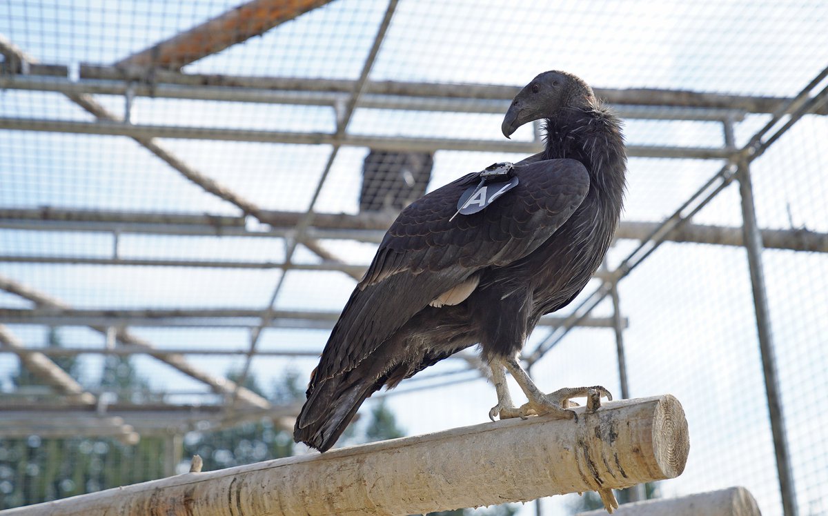 YurokCondors's tweet photo. Wednesday, 9 November, beginning at 0730am PT, NCCRP will attempt to release the last two birds in our summer cohort — A6 (1101) and A7 (1109). We hope that you'll tune in: 
https://t.co/L8ABMS0uuO

#Californiacondor #PreyGoNeesh #birds #conservation #wildlife #endangeredspecies https://t.co/TAzSwa2t4Q
