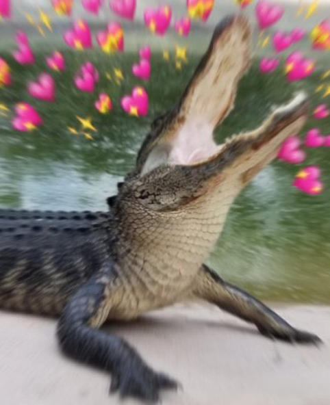 XMachinaMedia's tweet photo. #svleaks
FUECOCO’S EVOLUTION OMGGGGGGG https://t.co/PLFGq7hLFu