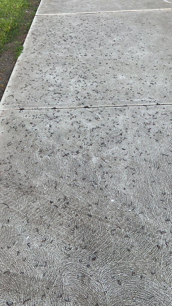 Anyone know what’s with all the worms crawling onto footpaths to die at the moment?