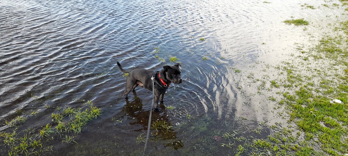 Bit of a damp walk on the common today!