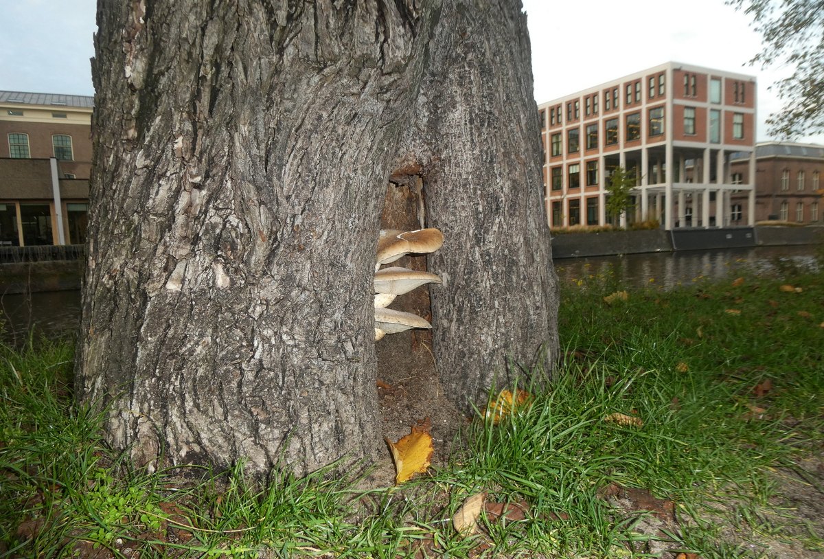 Wouter van der Wulp tweet media