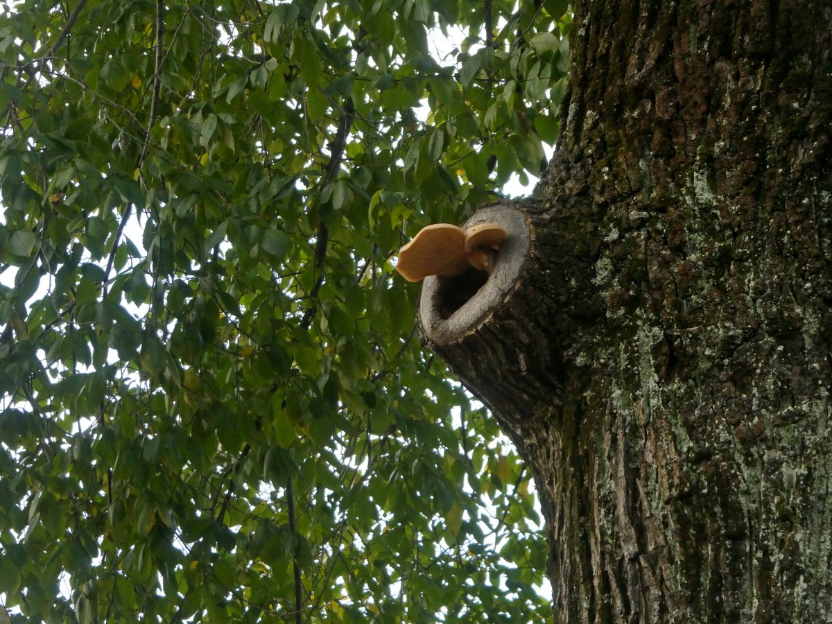 Wouter van der Wulp tweet media