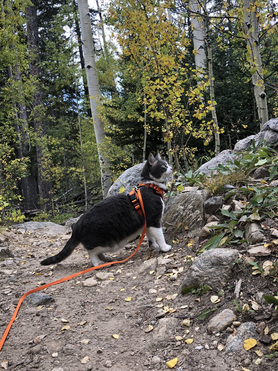 YourSafetyCat's tweet photo. It has been one whole year since we lost our safety cat to the great safe-haven in the sky. Her little chirps, multi-colored toe beans, and sassy facial expressions are still missed every single day. The best buddy a girl could ever ask for 🧡🧡🧡 https://t.co/aRFbHAJjxe