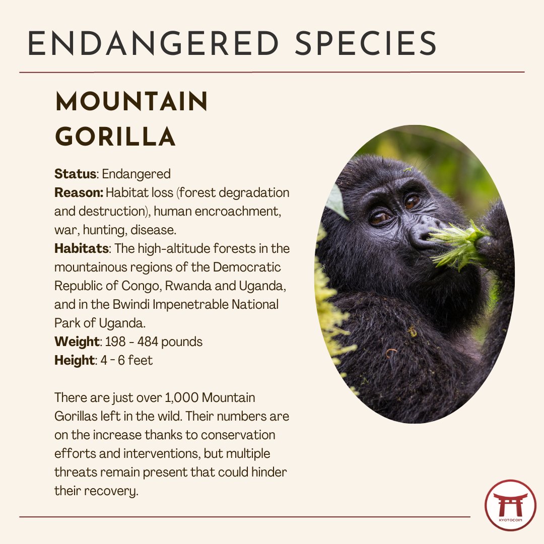 Kyotocoin tweet media