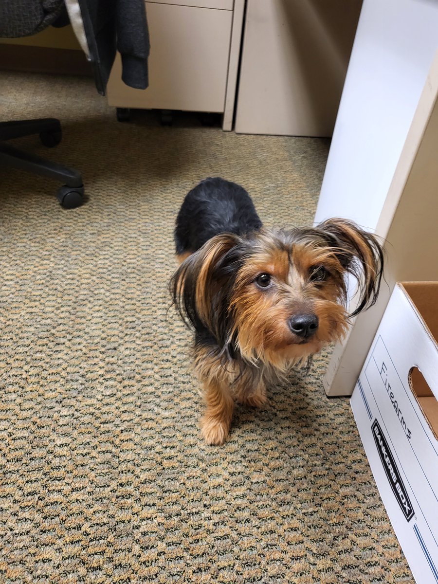 Found dog, please contact SPPD HQ if you lost this dog, (908) 322-7100 x150.