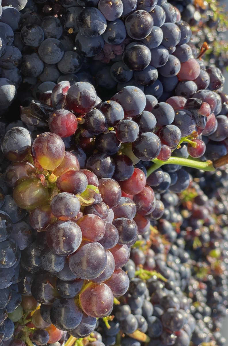 Our Nouveau of Pinot Noir going into bottle today. This is as fresh as it gets! 
#nouveauszn #pinotnoir #drinkfresh