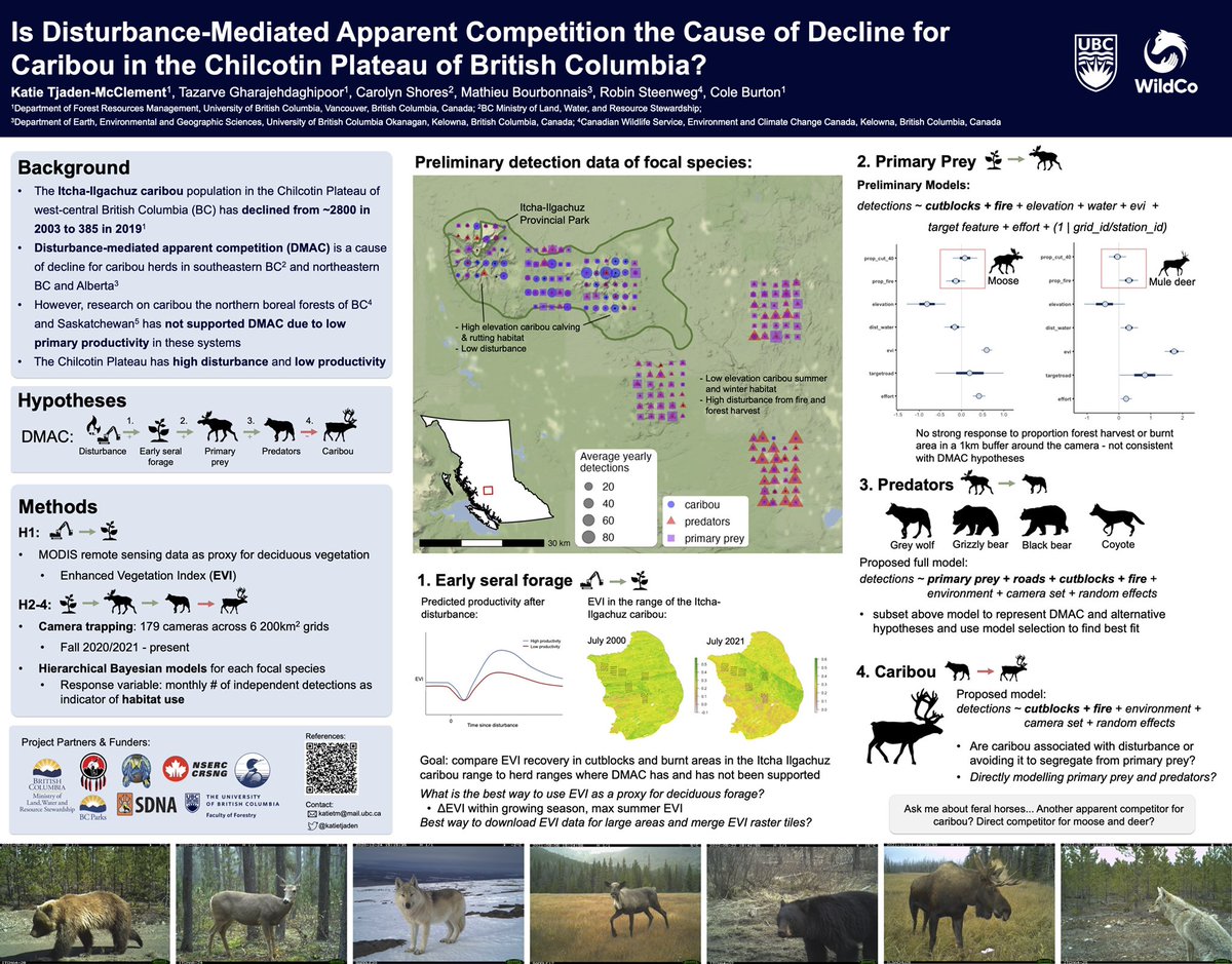 Want to chat about caribou conservation, camera trapping, and mammal community responses to disturbance in BC? Come find my poster tomorrow at #TWS2022!