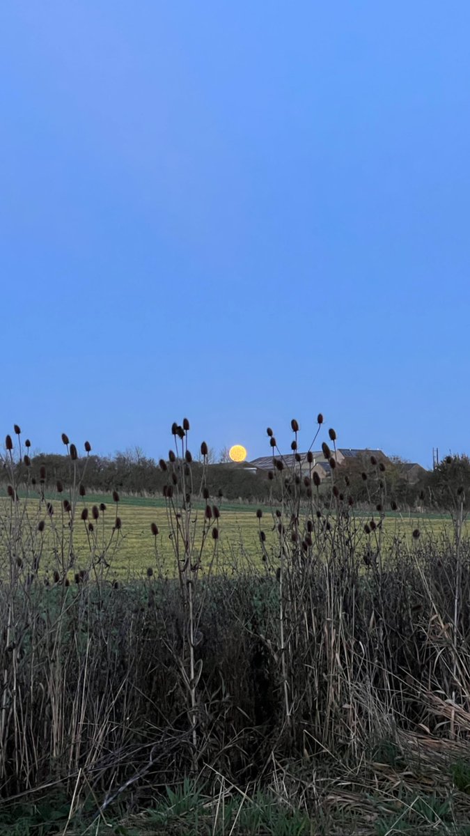 Brows re-entering the chat… plus a full moon