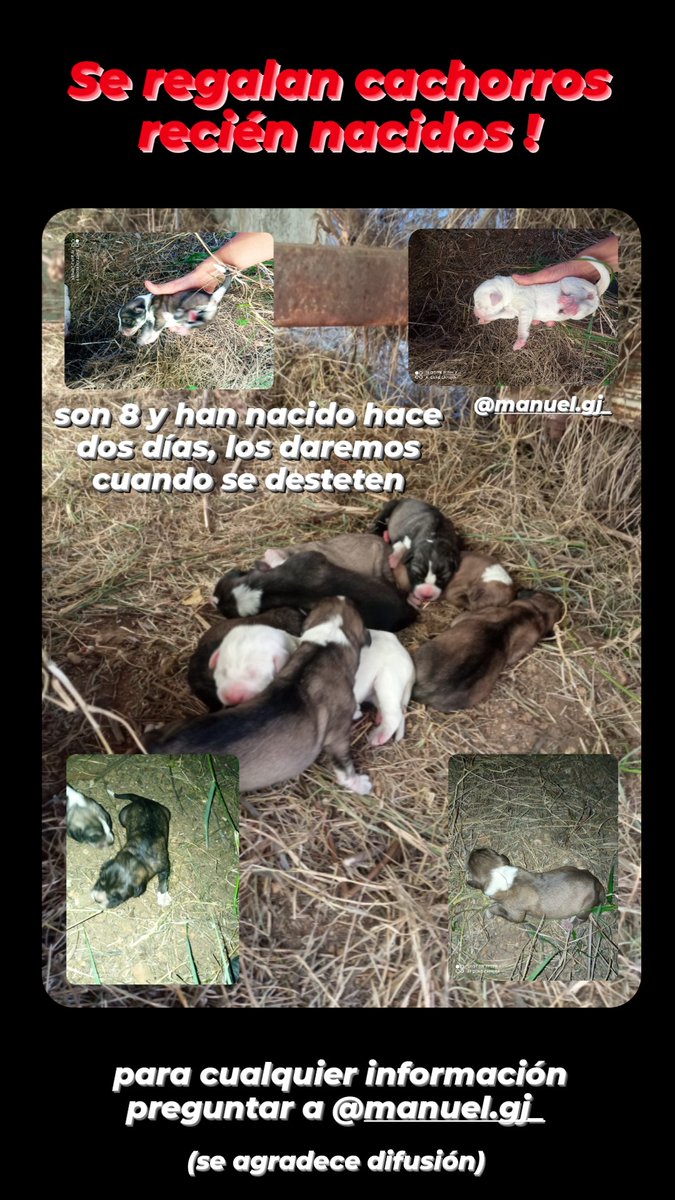 Se regalan cachorros recién nacidos.
(se agradece difusión)
#Cachorros #perros #Regalar #Huelva #Moguer