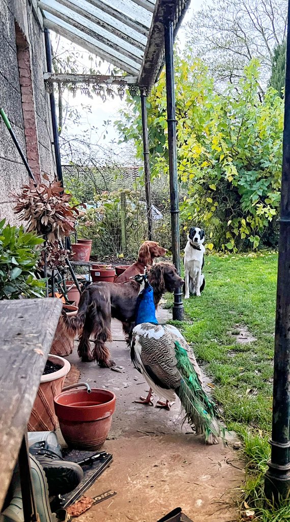 This morning’s breakfast scenes….