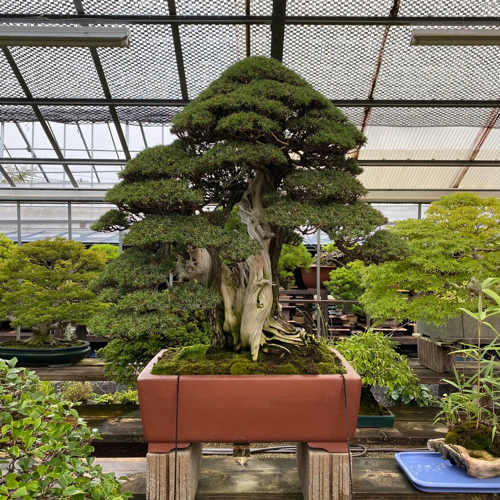 Bonsai Empire on Twitter "The stunning Bonsai garden of mr. Shinji Suzuki, located in Obuse