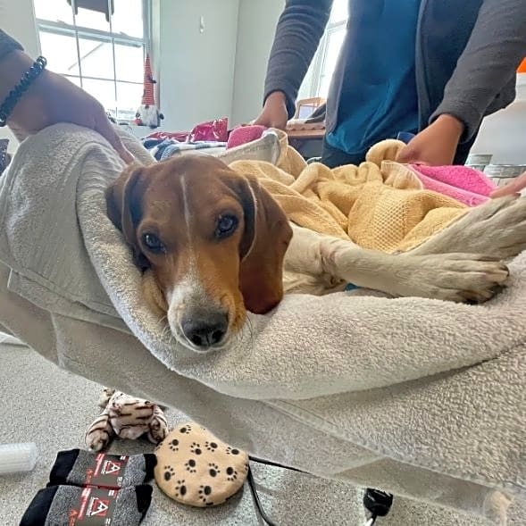 waggleforpets's tweet photo. This little buddy is Monroe, from One by One Animal Advocates. He needs your help! 🙏

Click the link below to read Monroe’s full story of survival, and contribute to his campaign today! 🐾

https://t.co/PjBbkaj8j5

#Waggle #Waggleforpets #savepetslives #helppets #donationsneeded https://t.co/q9gk6PeyU2