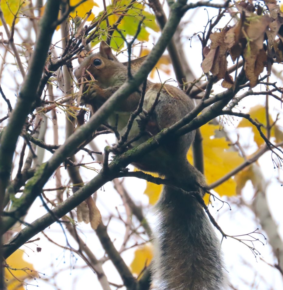 Jon Belcher tweet media